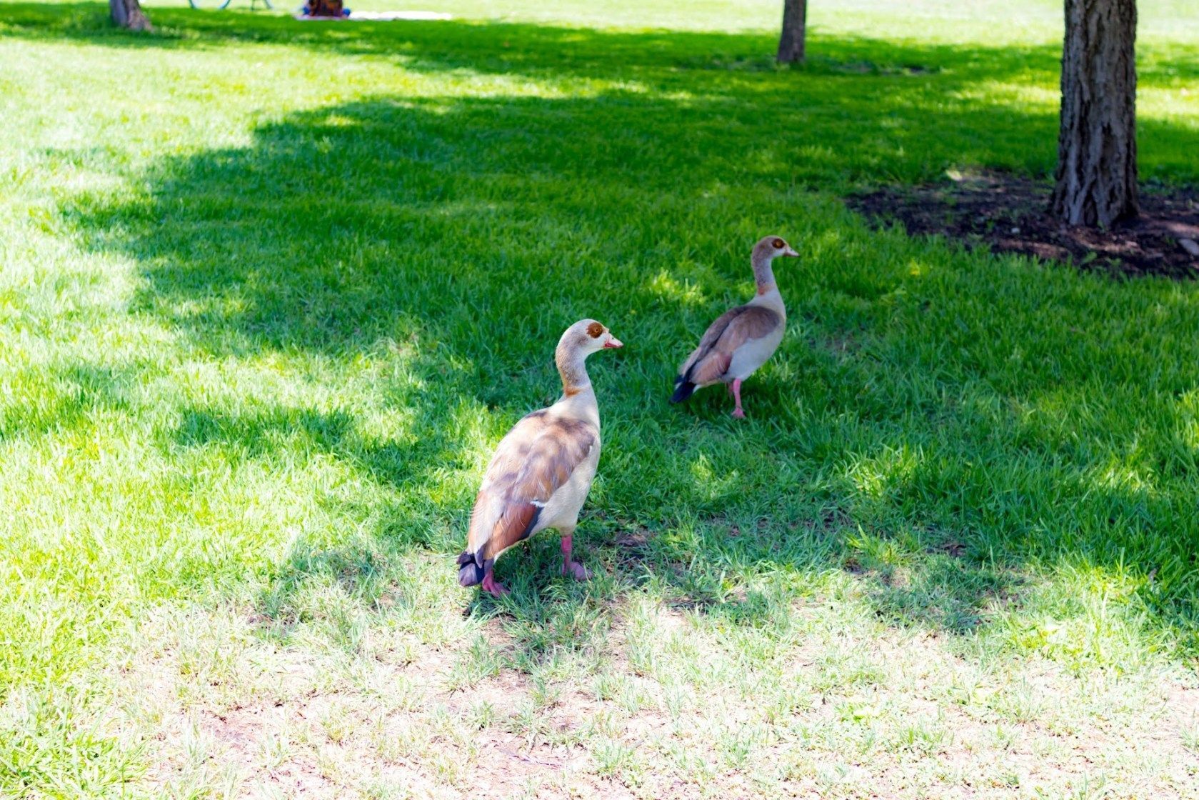 UCI Aldrich Park - 2