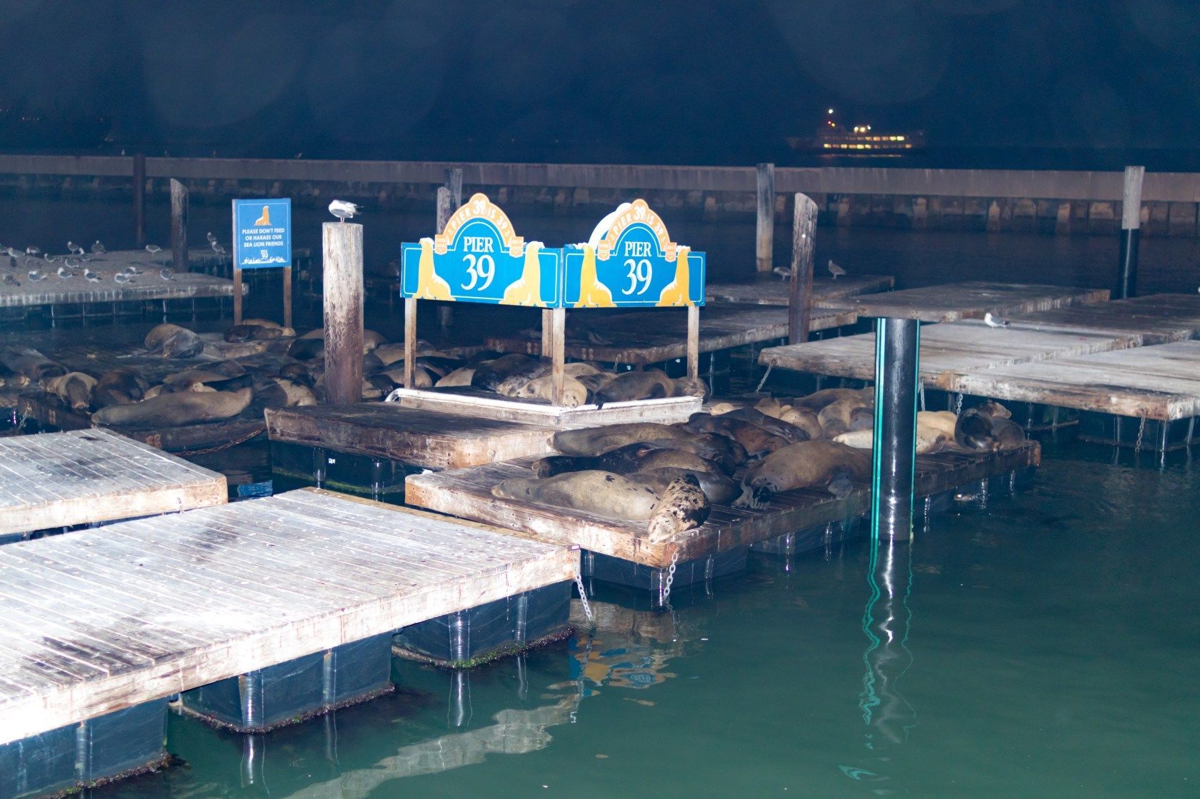 Pier 39 - 6
