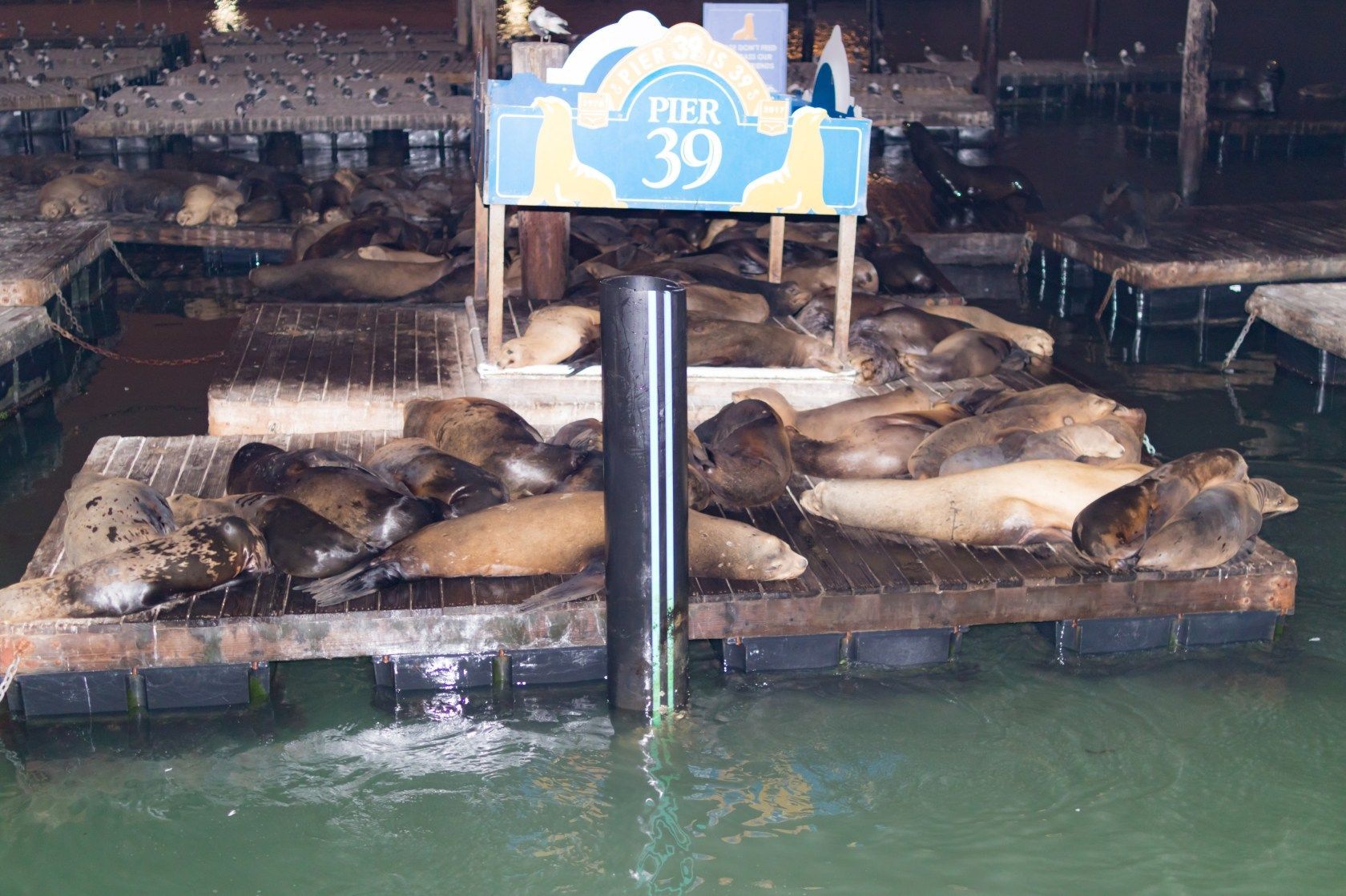 Pier 39 - 7